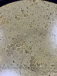 Bourdotia grandinioides image