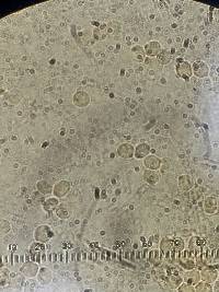 Bourdotia grandinioides image