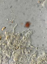 Bourdotia grandinioides image