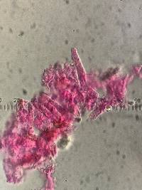 Bourdotia grandinioides image