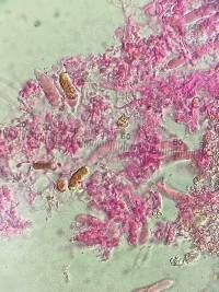 Bourdotia grandinioides image