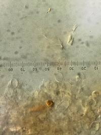 Bourdotia grandinioides image