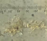 Bourdotia grandinioides image