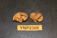 Hydnotrya variiformis image