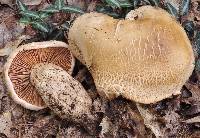 Tricholoma grave image