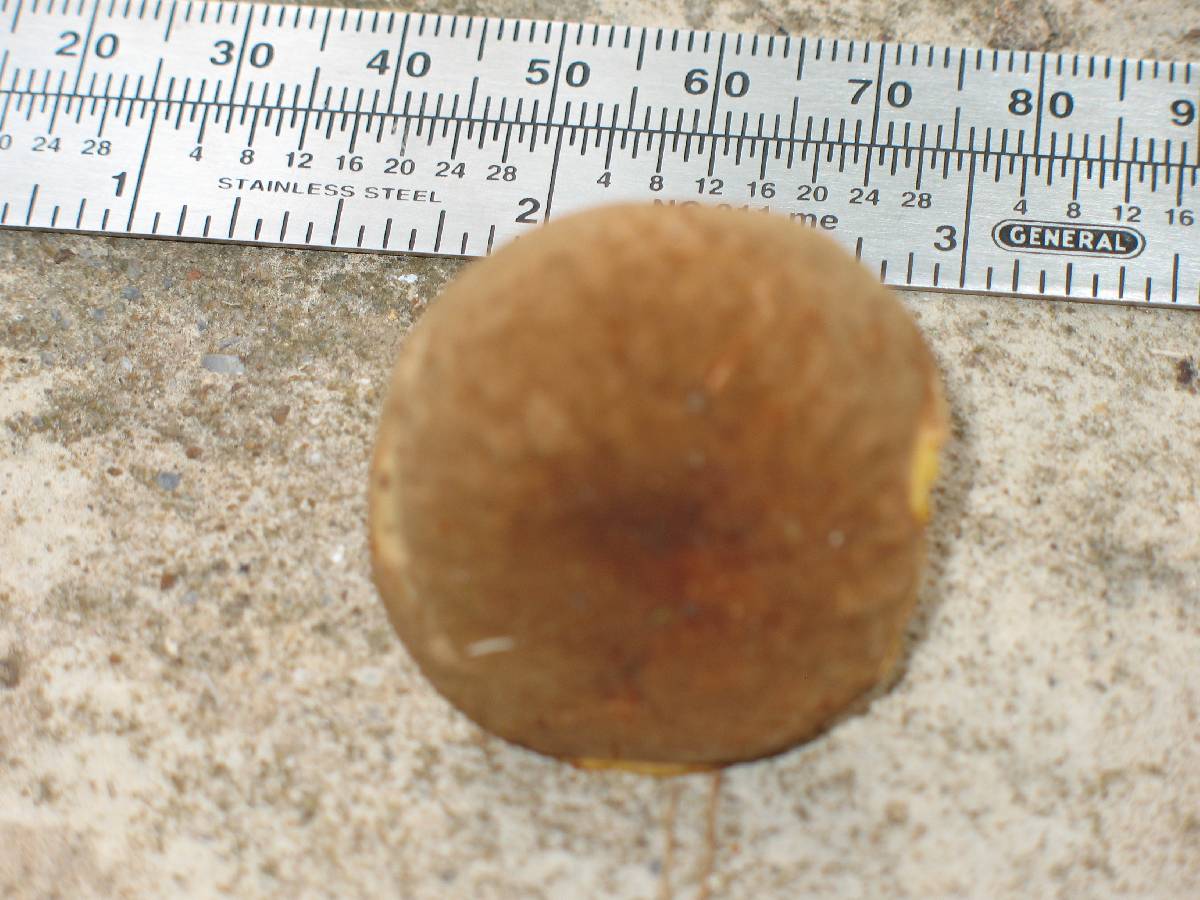 Phylloporus parvisporus image