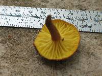 Phylloporus parvisporus image