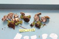 Tephrocybe atrata image