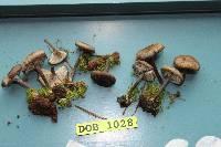 Tephrocybe atrata image