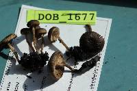 Tephrocybe atrata image