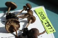 Tephrocybe atrata image