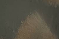 Pulvinula archeri image