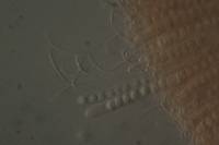 Pulvinula archeri image