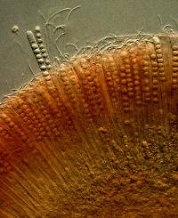 Pulvinula archeri image