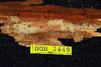 Tubulicrinis accedens image