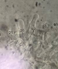 Tubulicrinis accedens image