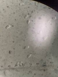 Tubulicrinis accedens image