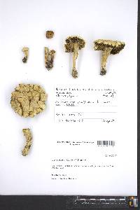 Agrocybe dura image