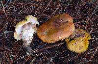 Tricholoma focale image