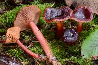 Lactarius atrobadius image