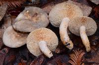 Lactarius pallidiolivaceus image