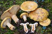 Lactarius scrobiculatus image