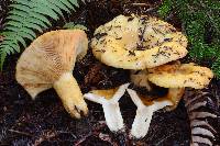 Lactarius scrobiculatus image