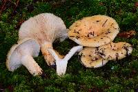 Lactarius scrobiculatus image