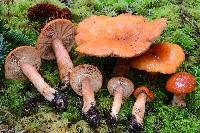 Lactarius subviscidus image