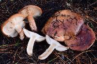 Tricholoma fracticum image