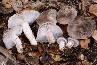 Tricholoma scalpturatum image