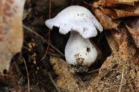 Cortinarius obliquus image