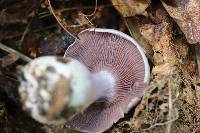 Cortinarius obliquus image