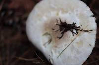 Amanita cinereoconia var. cinereoconia image