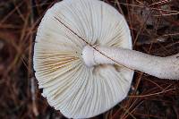 Amanita cinereoconia var. cinereoconia image