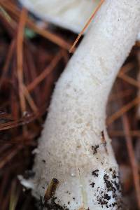 Amanita cinereoconia var. cinereoconia image