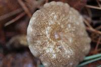 Lactarius gerardii var. gerardii image