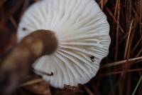 Lactarius gerardii var. gerardii image