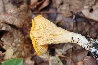 Cantharellus tenuithrix image