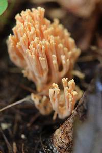 Ramaria conjunctipes image