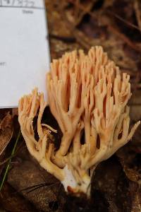 Ramaria conjunctipes image