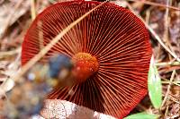 Cortinarius harrisonii image