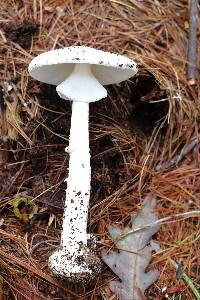 Amanita amerivirosa image