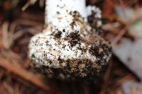 Amanita amerivirosa image