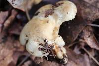 Lactarius subisabellinus image