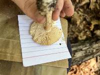 Amanita vaginata var. alba image