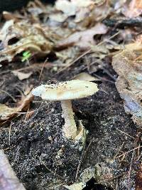 Amanita vaginata var. alba image