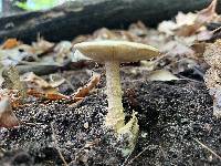 Amanita vaginata var. alba image