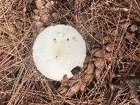 Amanita amerivirosa image