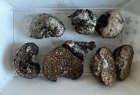 Octaviania potteri image